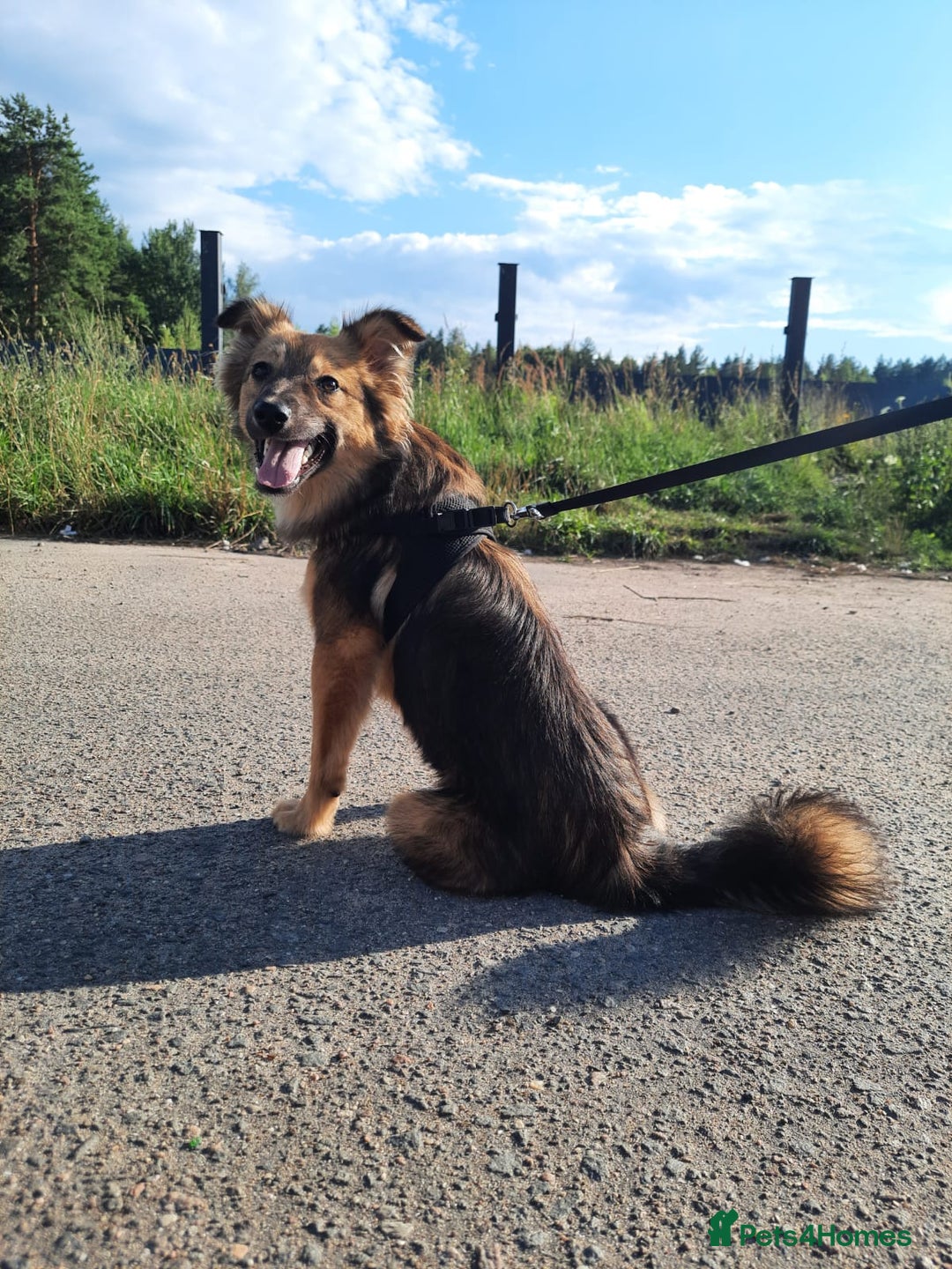 Mixed Breed dogs for adoption: 💖🐶 LINA 🐶💖 - Image 2