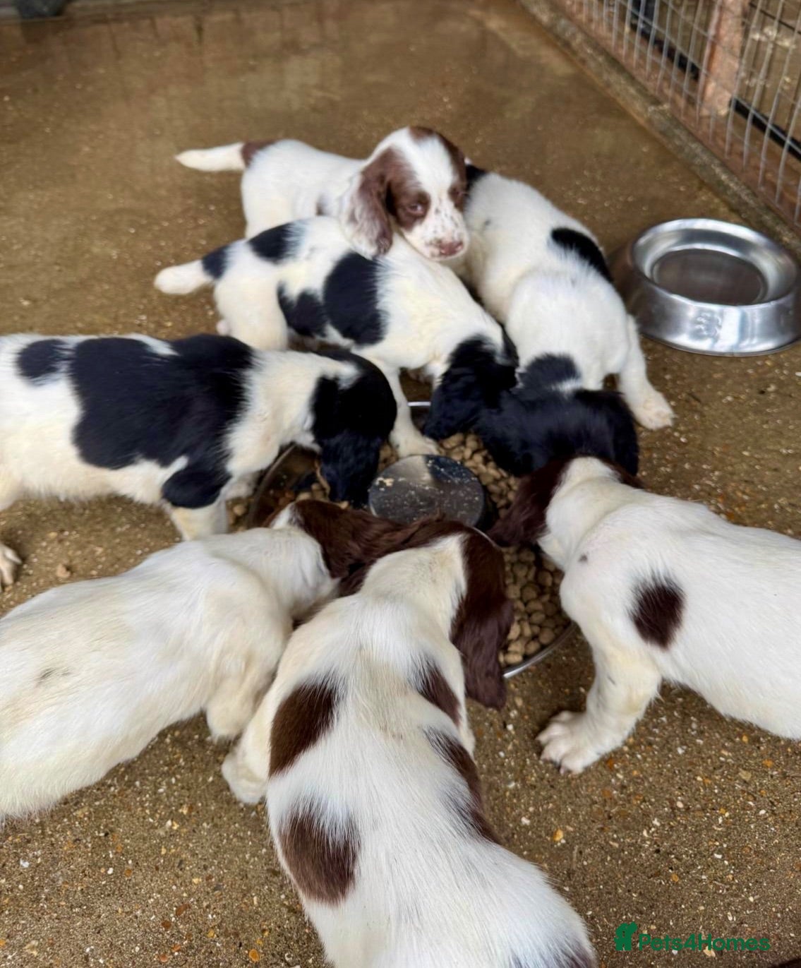 English Springer Spaniel dogs KCspringer spaniels ready next week Saturday - Advert 3