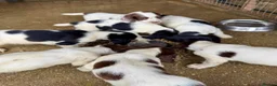 English Springer Spaniel dogs for sale: KC springer spaniels 1 male left ready to go  - Advert 22