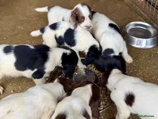 English Springer Spaniel dogs KCspringer spaniels ready next week Saturday - Advert 3