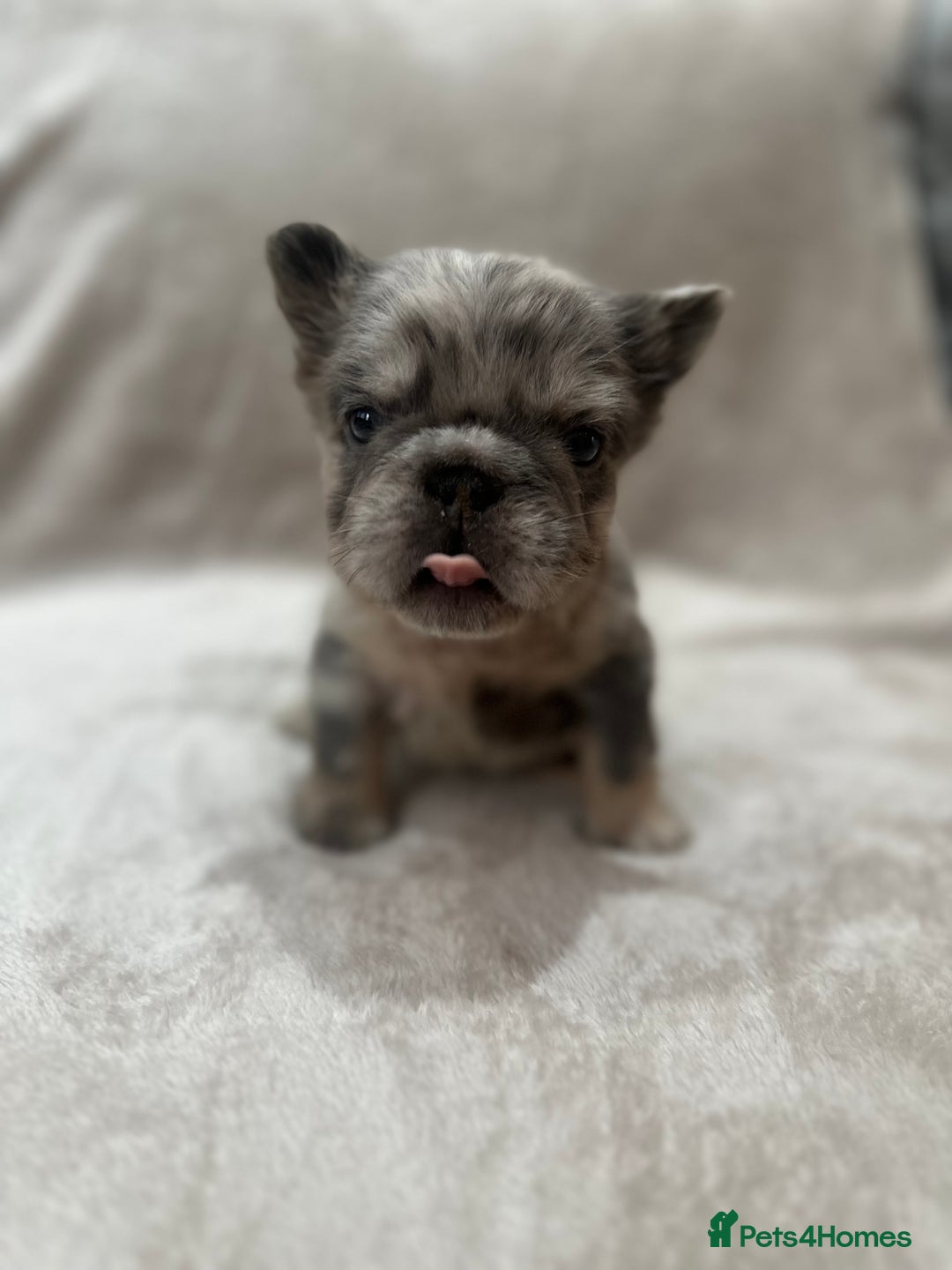 French Bulldog dogs for sale: RARE FLUFFY FRENCHIES! LAST 3 LEFT!!!! - Advert 13