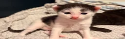 Mixed Breed cats for sale: Kittens for sale in Rotherham - Advert 4