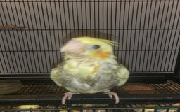 Cockatiels birds for sale: Hand reared  - Image 1