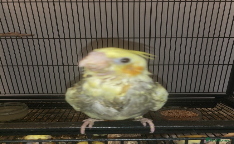 Cockatiels birds - Advert 1