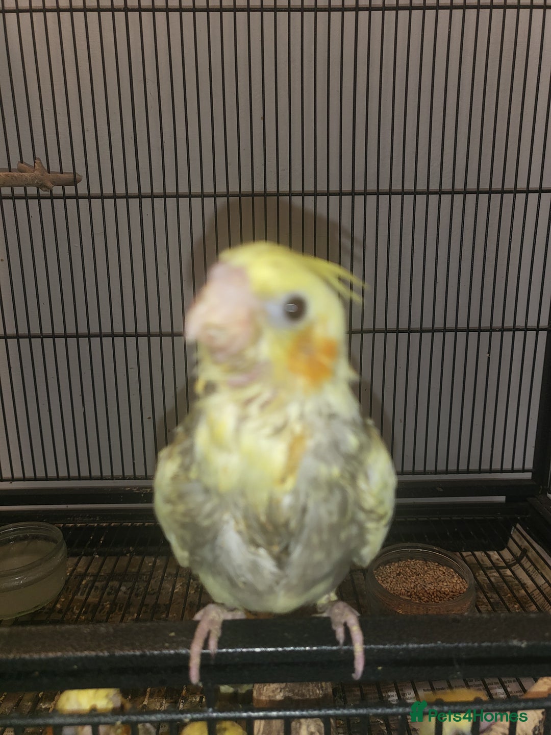 Cockatiels birds for sale: Hand reared  - Image 1