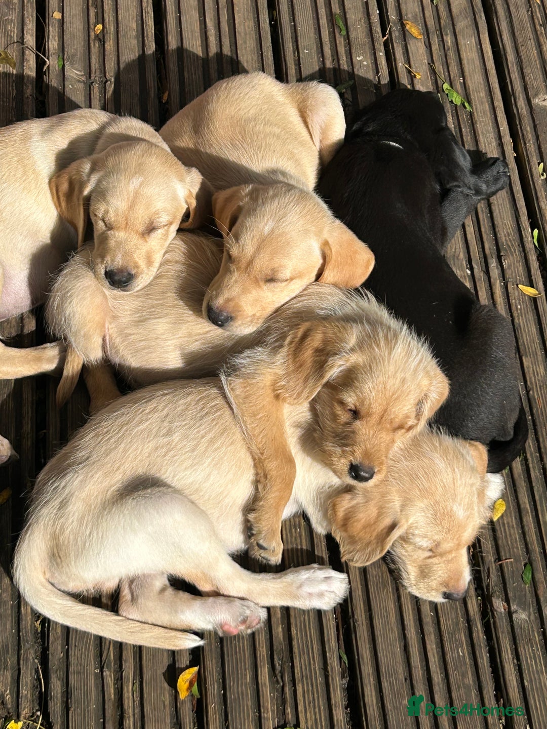 Mixed Breed dogs for sale: 3/4 Labrador 1/4 German wire hair pointer  - Image 19