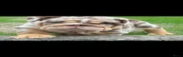 English Bulldog dogs for sale: Chocolate Merle boy outstanding bloodlines  - Advert 19