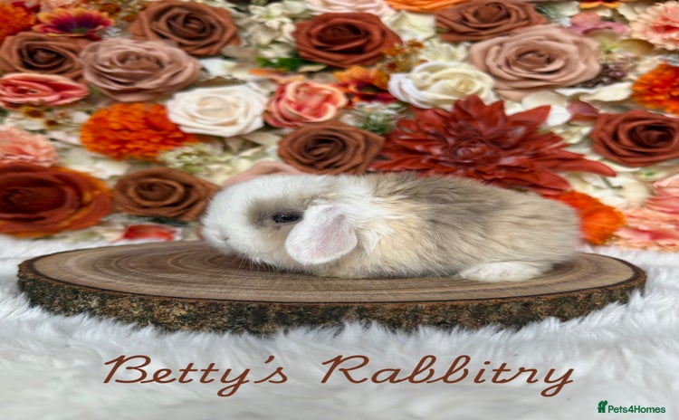 Mini Lop rabbits - Advert 5