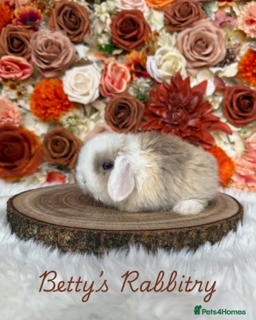 Mini Lop rabbits - Advert 5