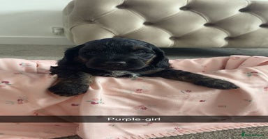 Cockapoo dogs - Advert 7