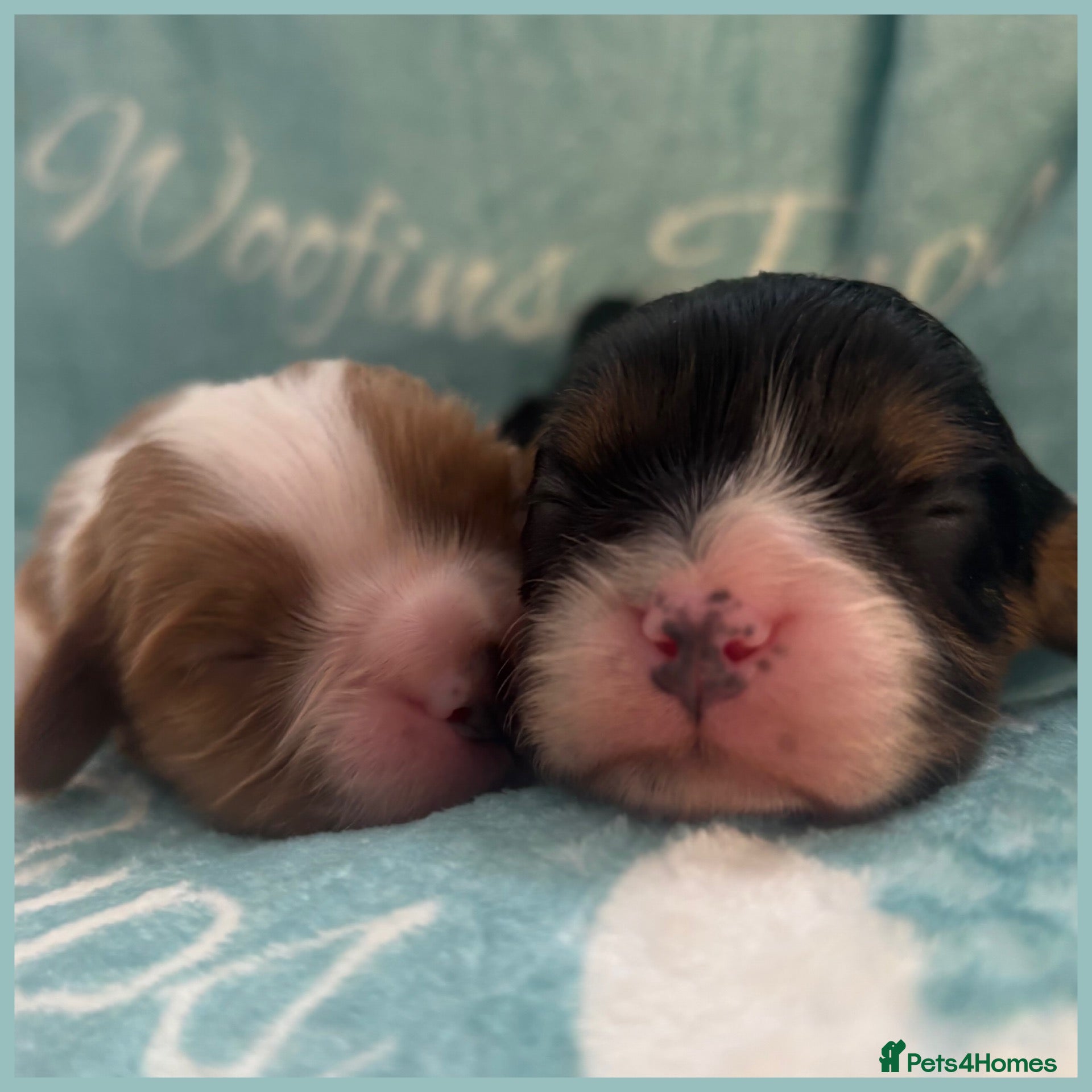 Cavalier King Charles Spaniel dogs 💛Beautiful Cavalier King Charles Spaniels💛 - Advert 9