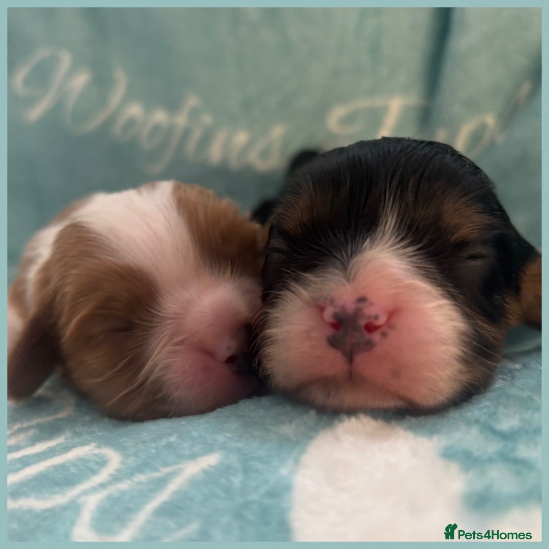 Cavalier King Charles Spaniel dogs for sale: 💛Beautiful Cavalier King Charles Spaniels💛 - Advert 1