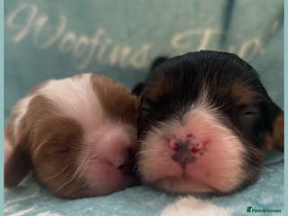 Cavalier King Charles Spaniel dogs 💛Beautiful Cavalier King Charles Spaniels💛 - Advert 1