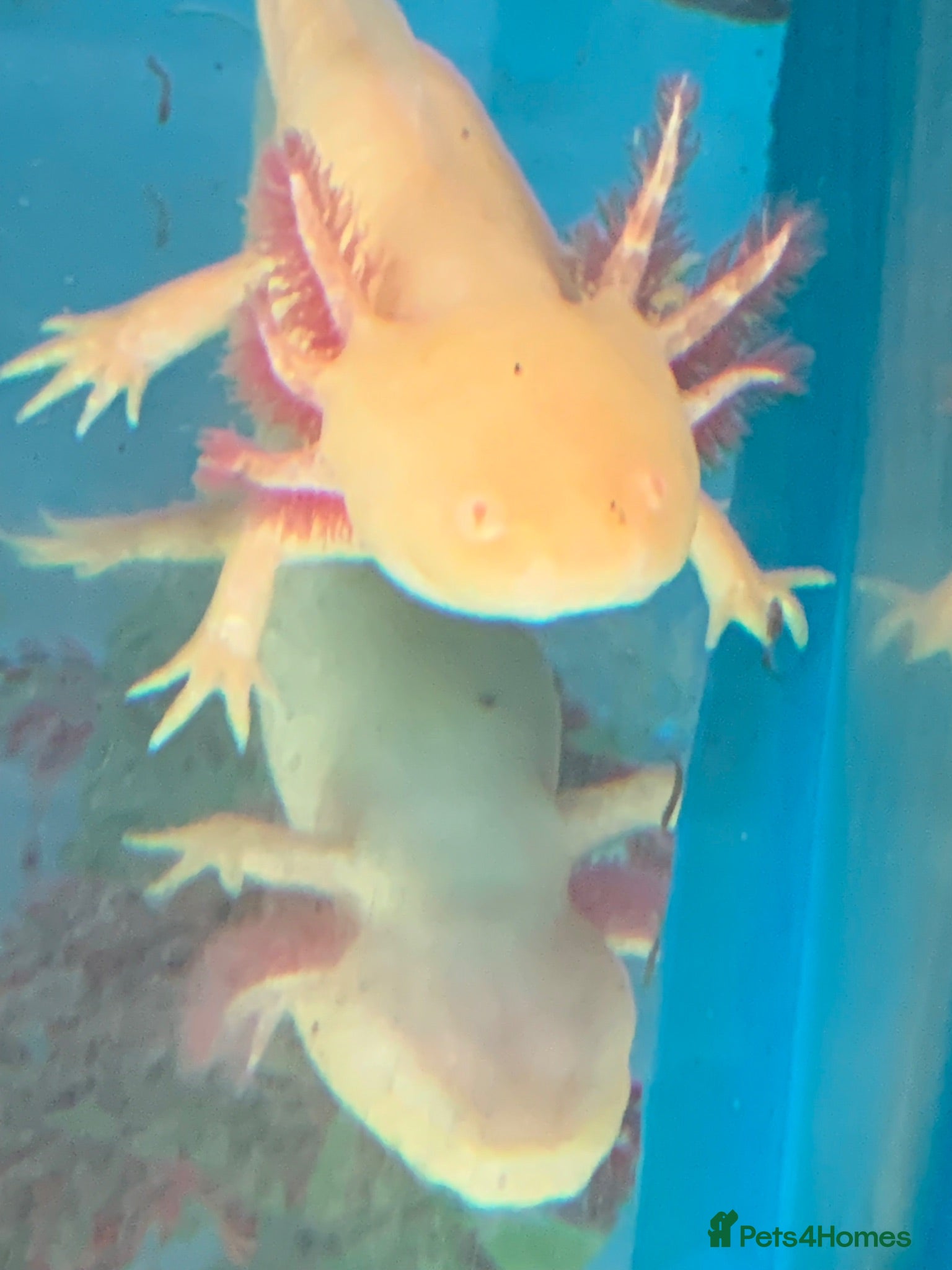 Axolotl reptiles Axolotl For Sale - Advert 2