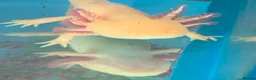 Axolotl reptiles for sale: Axolotl For Sale - Advert 1