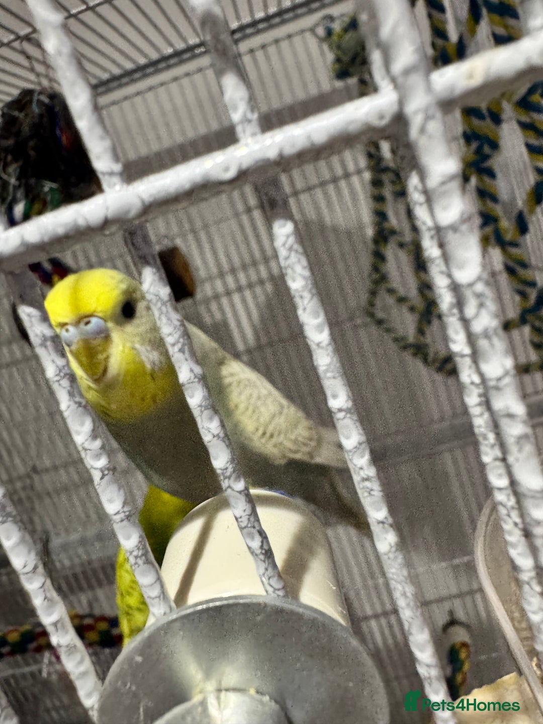 Budgerigars birds for sale: 3 female budgies and cage - Advert 4