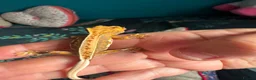 Gecko reptiles for sale: Baby gargoyle geckos and baby cresties lilys etx - Advert 36