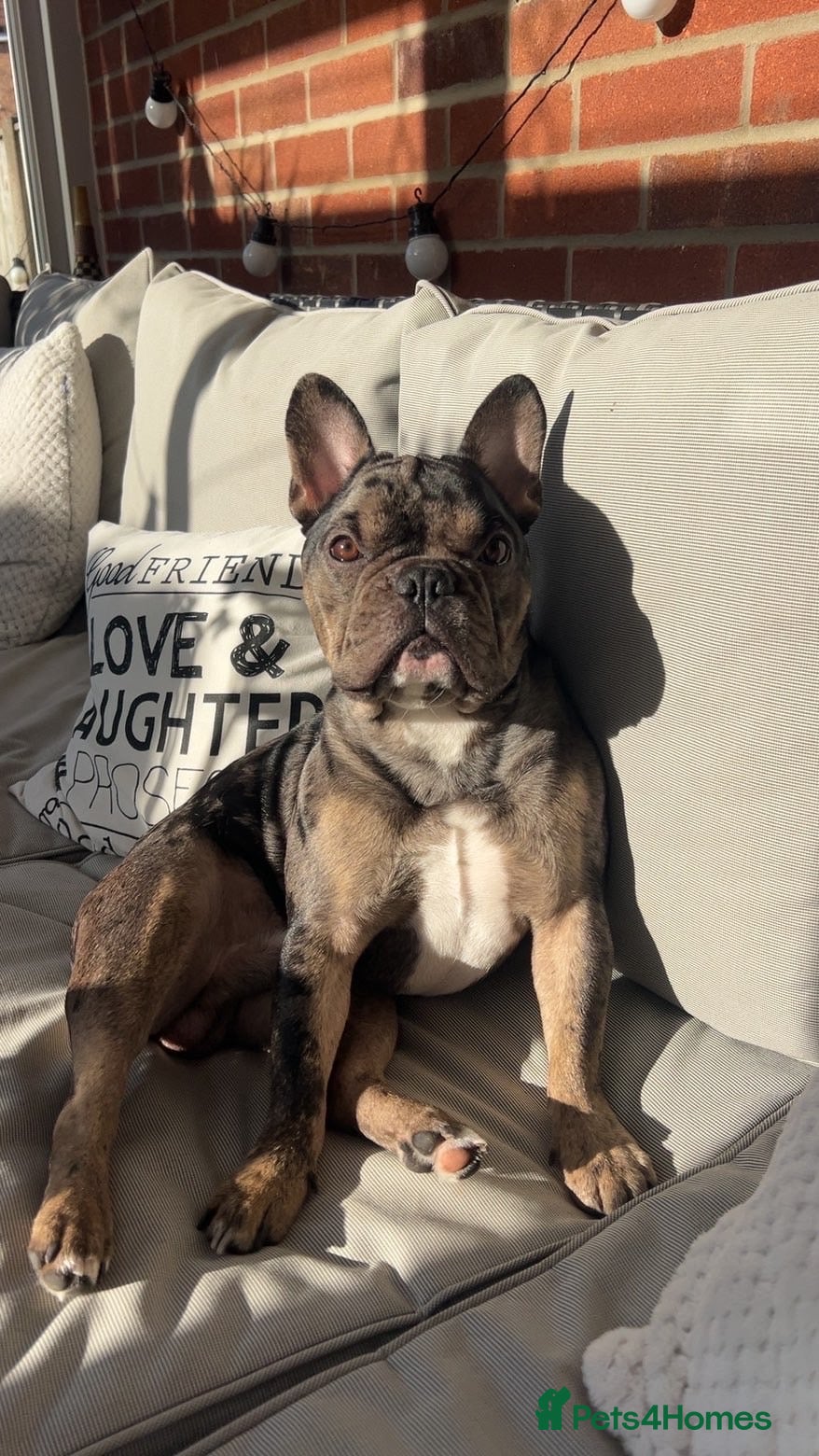 French Bulldog dogs MERLE & TAN FRENCH BULLDOG STUD - Advert 1