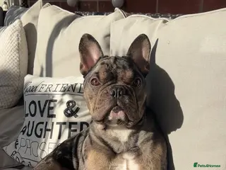 French Bulldog dogs MERLE & TAN FRENCH BULLDOG STUD - Advert 1