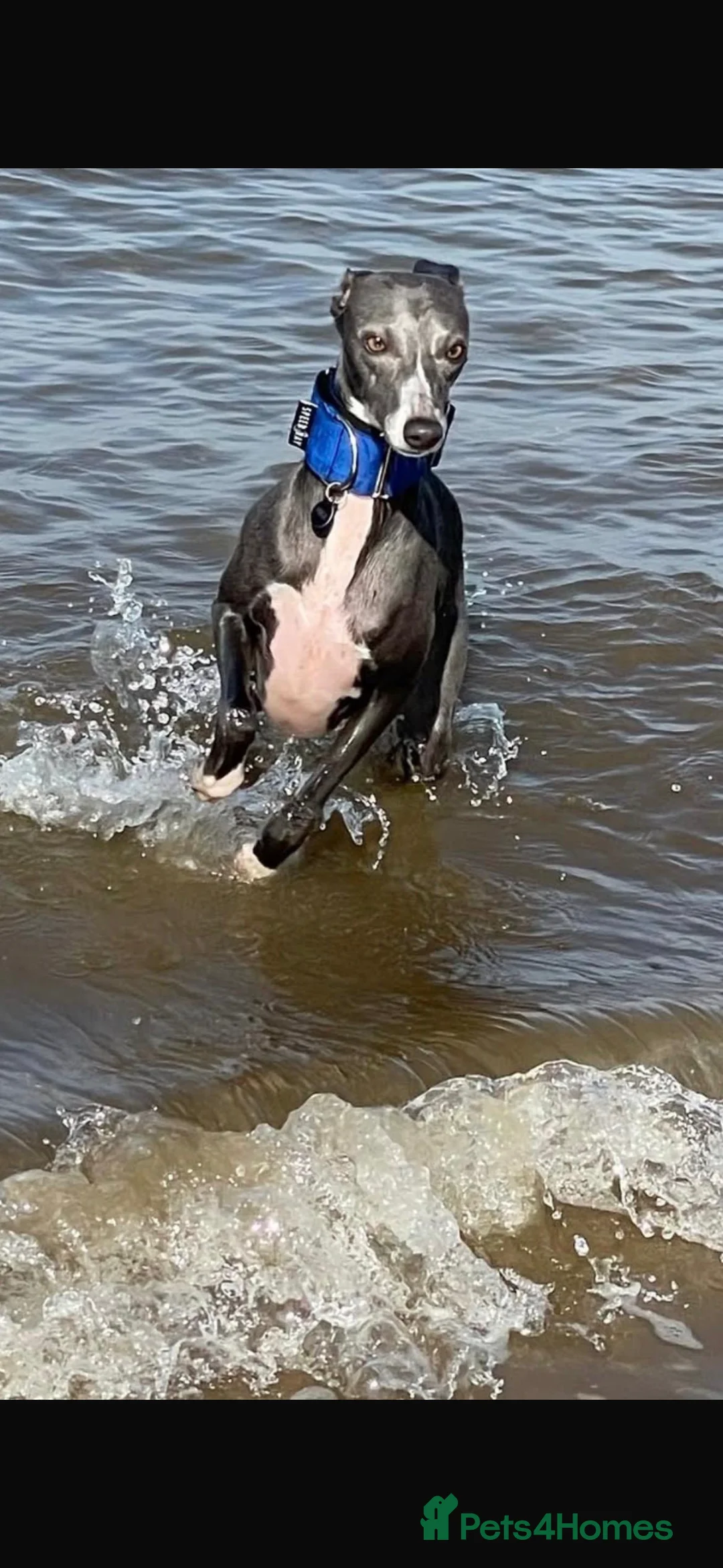 Whippet dogs for sale: KC REGISTERED WHIPPETS  in Liverpool - Advert 4