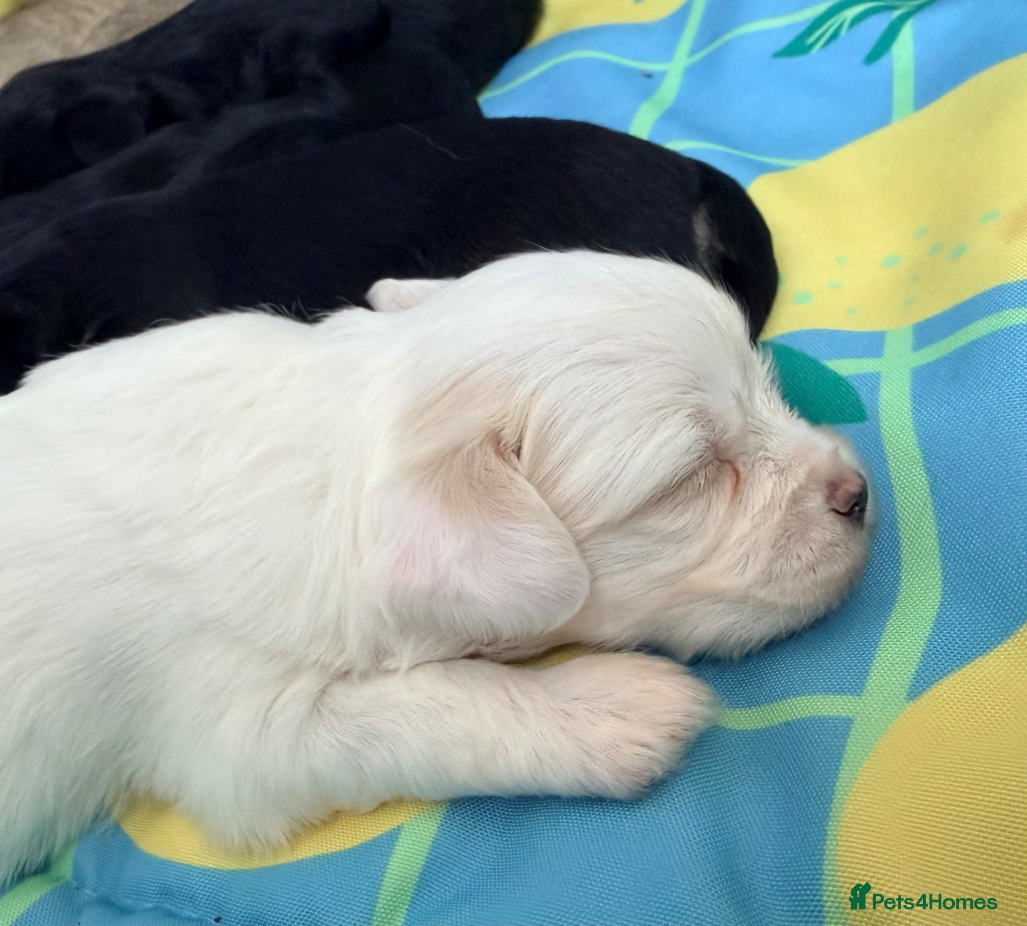 Mixed Breed dogs Tiny Malchi puppies - Advert 1