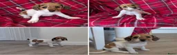 Jack Russell dogs for sale: JACK RUSSELL PUPPIES  - Advert 8