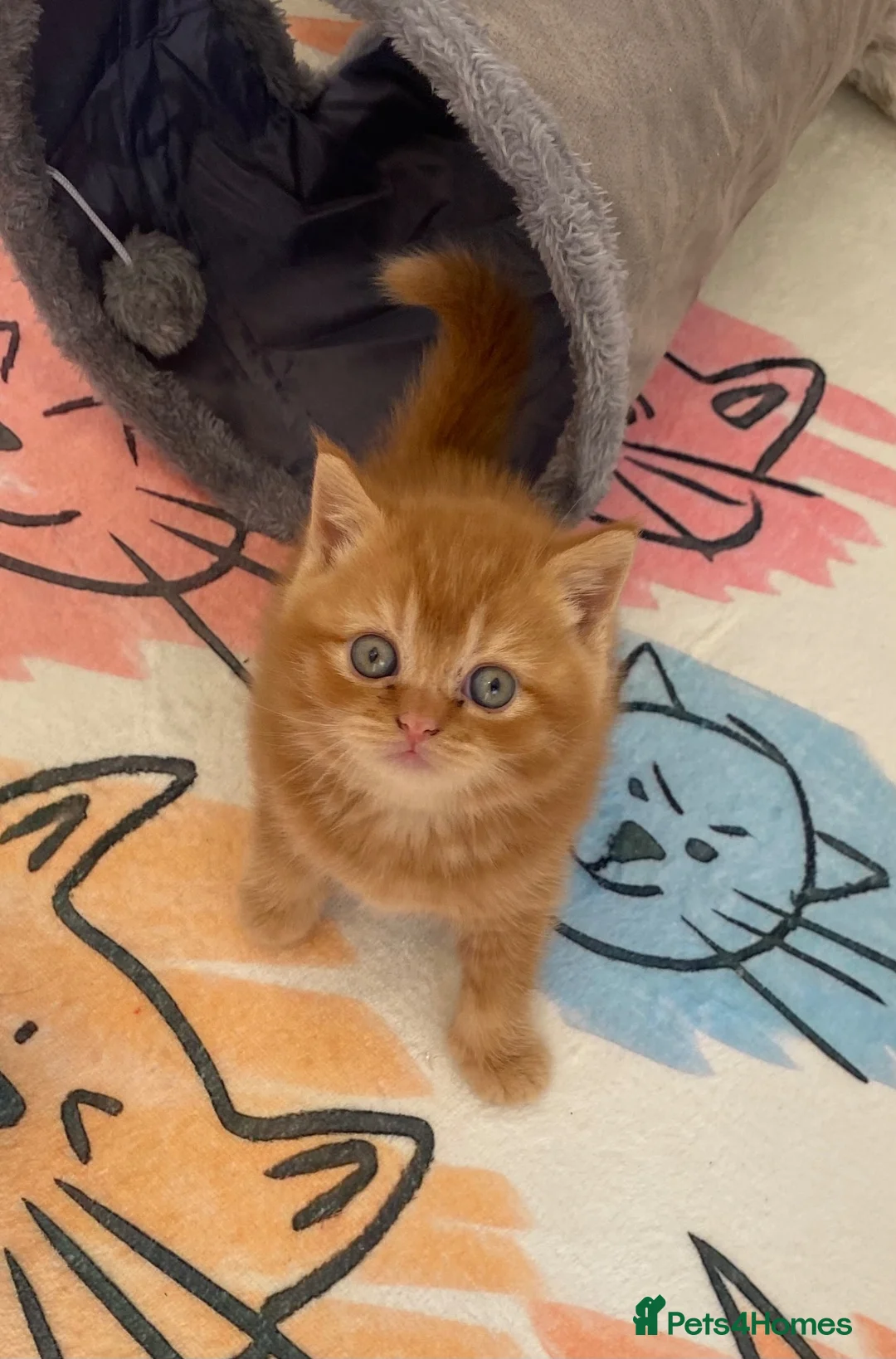 British Shorthair cats for sale: British Shorthair Kitten in Saltash - Advert 2