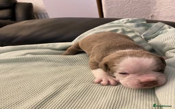 Mixed Breed dogs for sale: Old Tyme bulldogs puppies for sale.  - Image 10