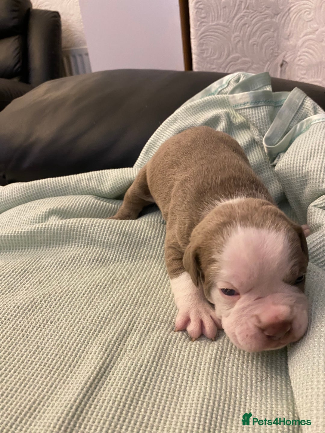 Mixed Breed dogs for sale: Old Tyme bulldogs puppies for sale.  - Image 10
