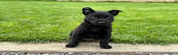 Belgian Shepherd Dog dogs for sale: EXCEPTIONAL WORKING LINE SHEPHERDS! - Advert 14