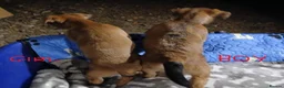 Jack Russell dogs for sale: Broken Coat Tan Jack Russells - Advert 8