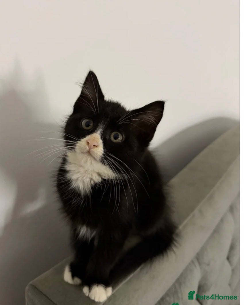 Mixed Breed cats 7 Weeks Kitten  - Advert 4