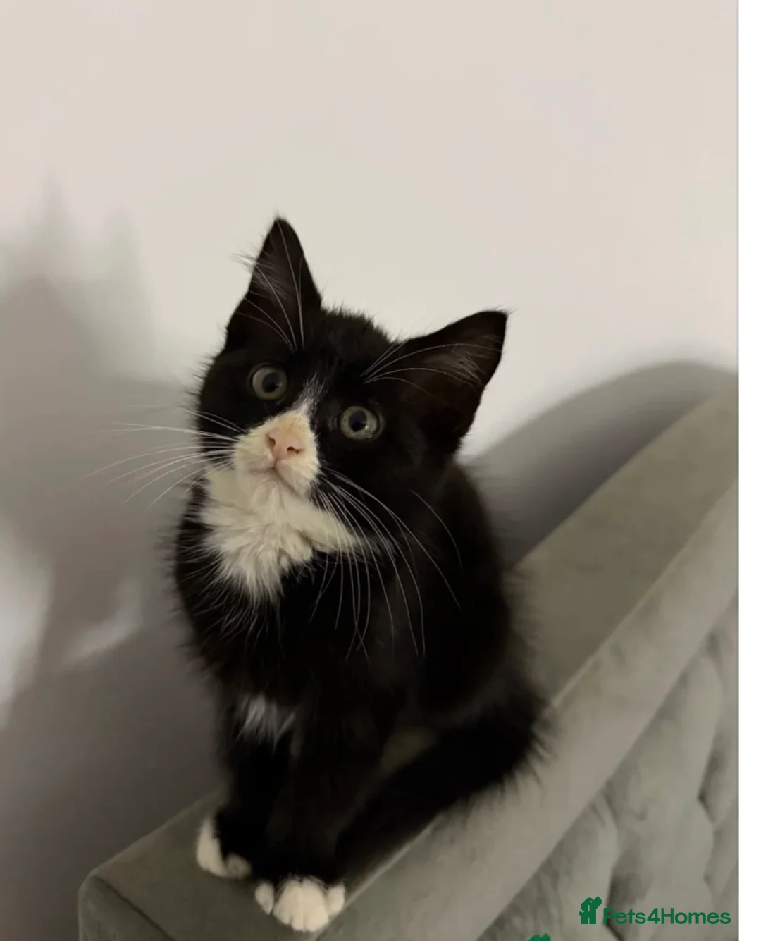 Mixed Breed cats for sale: 7 Weeks Kitten  - Advert 1