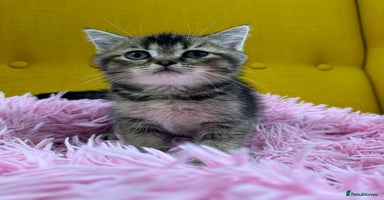 British Shorthair cats - Advert 9