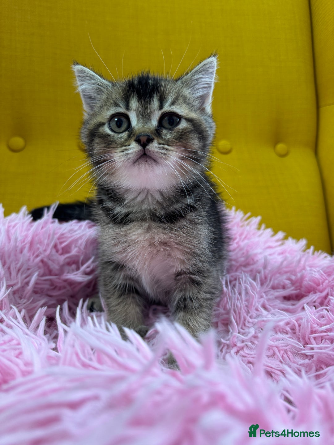 British Shorthair cats for sale: 5 Adorable British Shorthair Kittens - Image 3