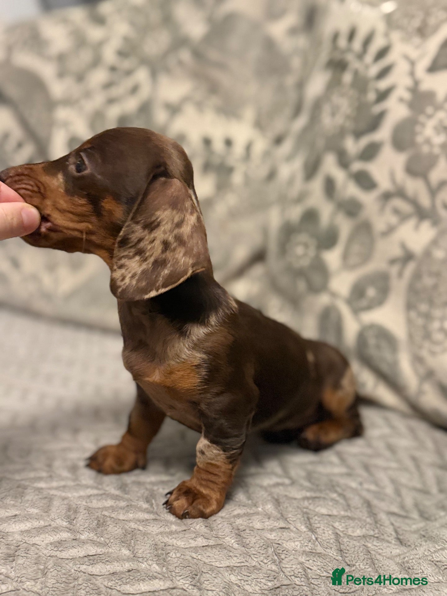 Miniature Dachshund dogs Adorable girl- smooth miniature daschund  - Advert 1
