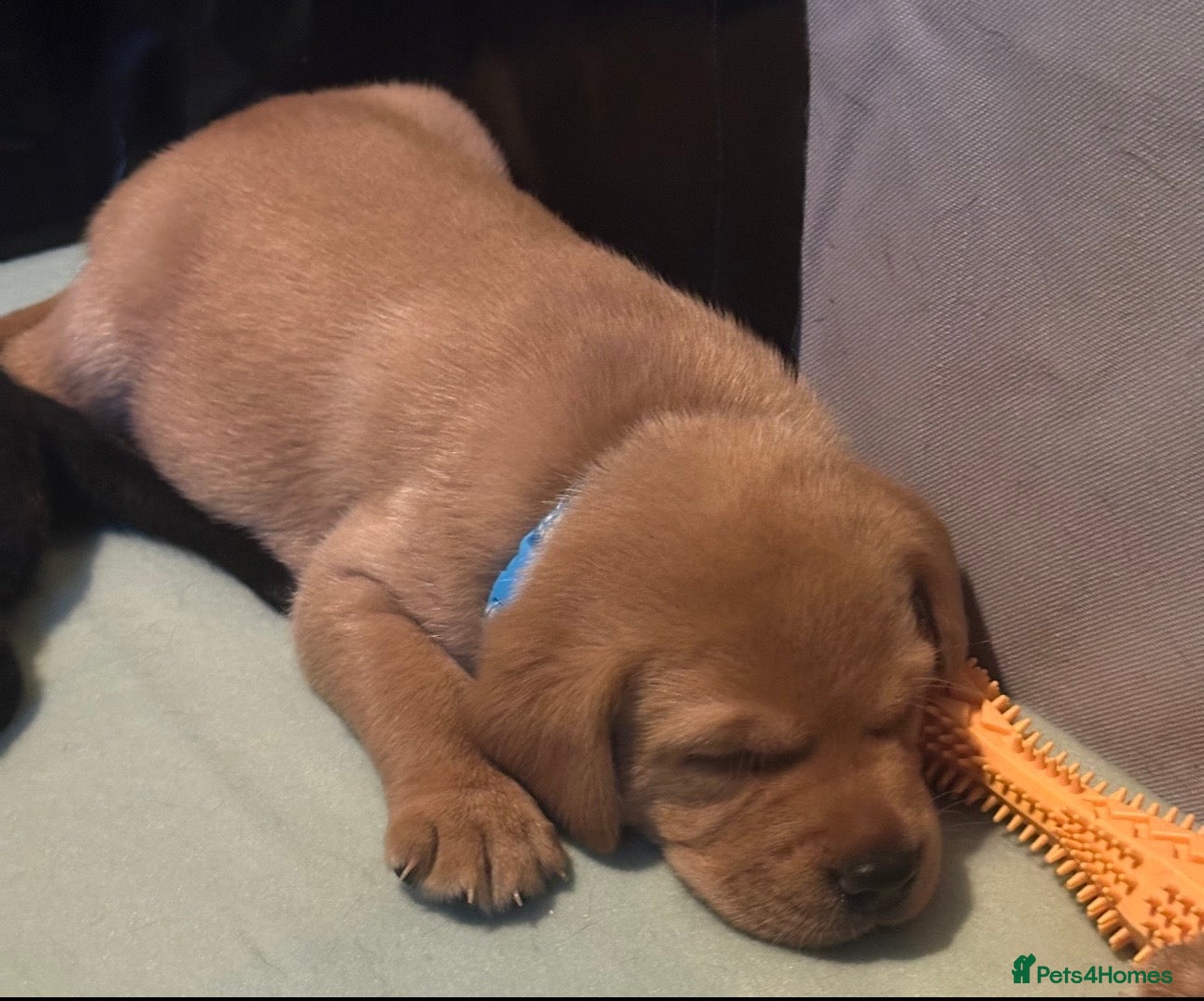 Labrador Retriever dogs KC Labrador Puppies - Ready 16 of May   - Advert 7