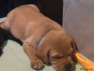 Labrador Retriever dogs KC Labrador Puppies - Ready 16 of May - Advert 12