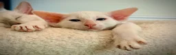 Oriental cats for sale: White Oriental Female Available 🤍 in Dingwall - Advert 8
