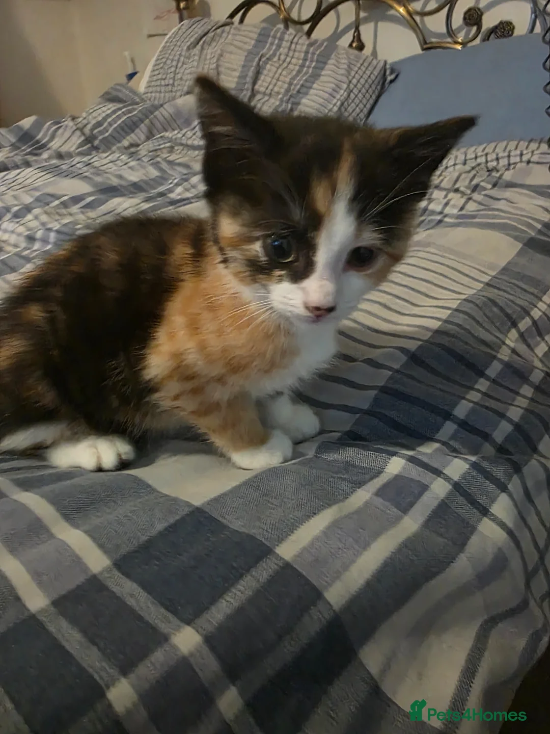 Mixed Breed cats for sale: Beautiful tortoise shell kitten - Advert 2