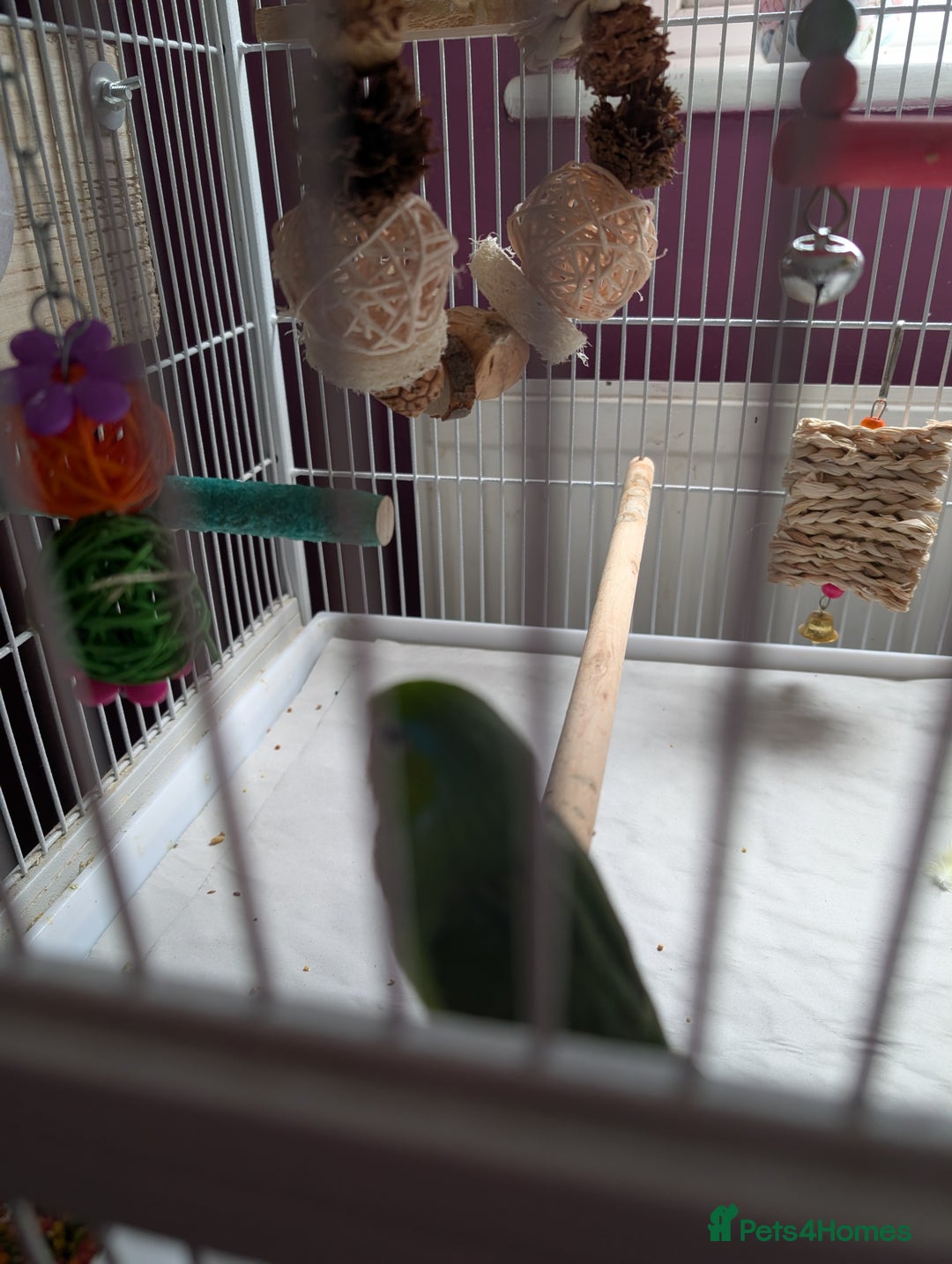 Parrots birds for sale: PARROTLET  - Image 3