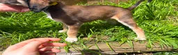 Saluki dogs for sale: Beautiful Saluki pups from champion lines - Advert 12