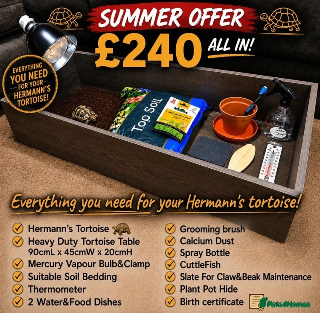 Tortoise reptiles for sale: BABY HERMANNS & SET UPS! - Advert 2
