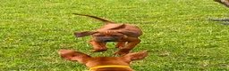 Rhodesian Ridgeback dogs for sale: KC reg Ridgeback puppies - Advert 3