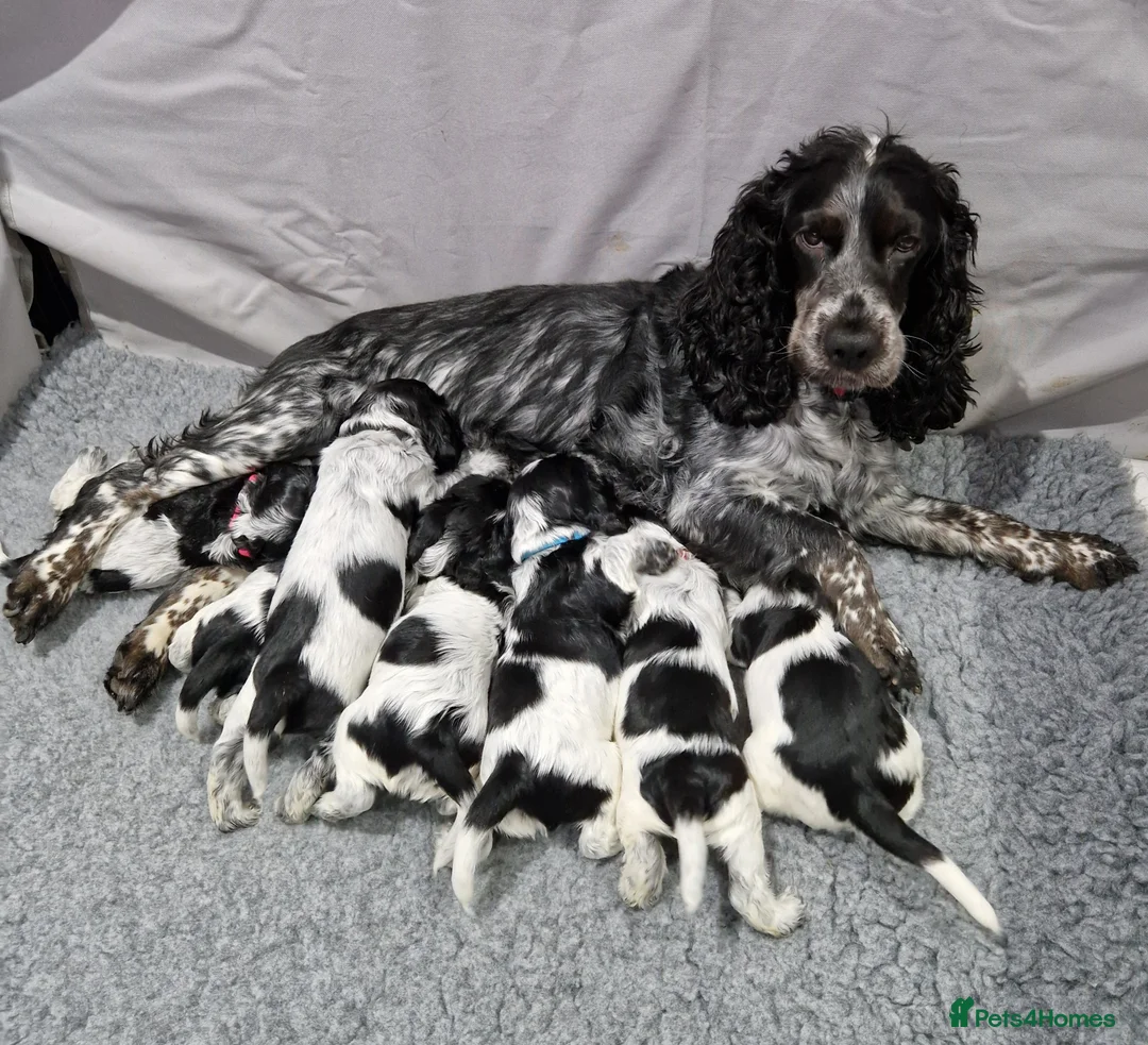 Cocker Spaniel dogs for sale: Cocker Spaniels - Show type. Blue roan in colour. - Advert 2