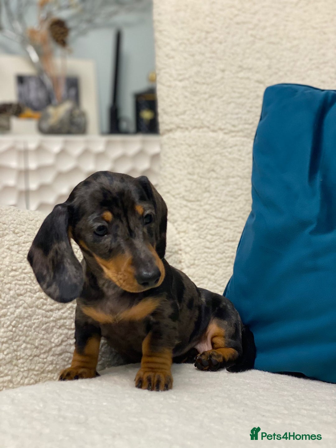 Miniature Dachshund dogs for sale: KC PRA CLR Miniature dachshunds  - Advert 16