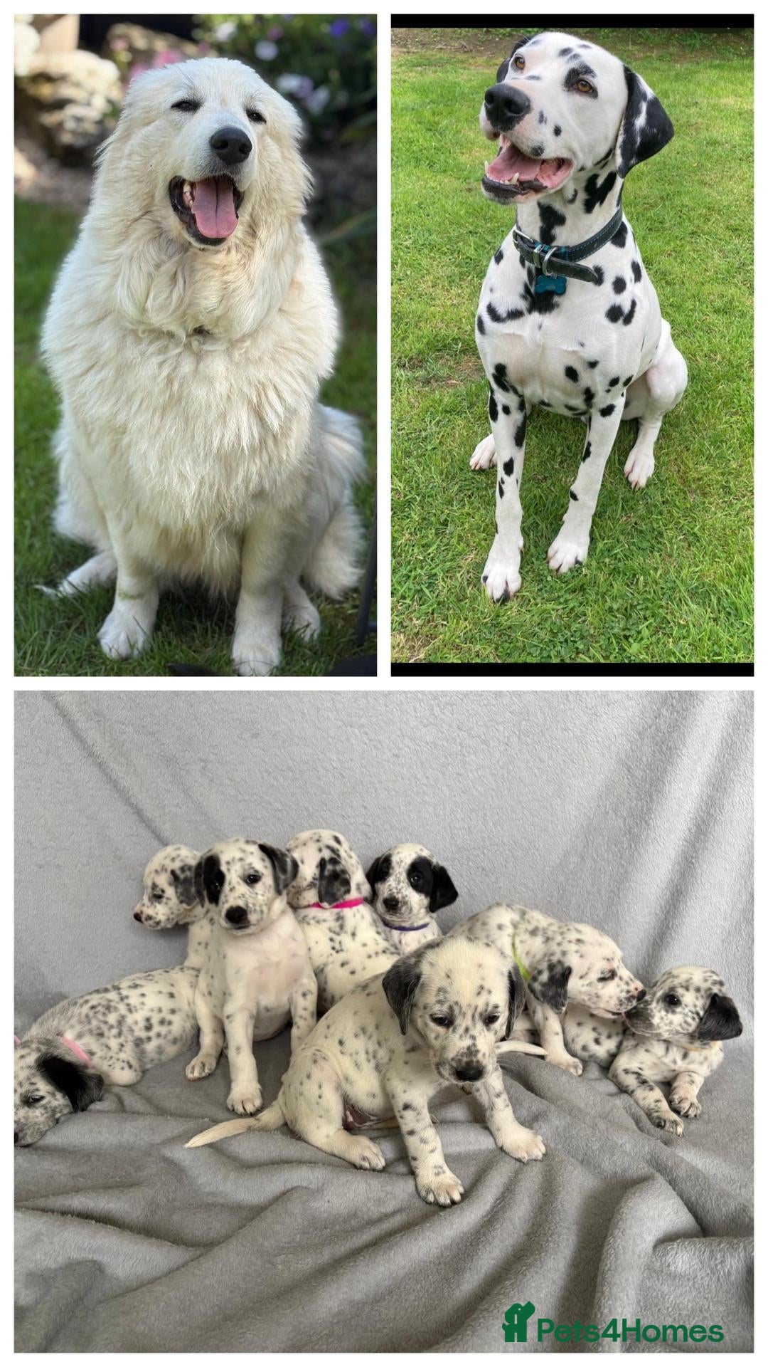 Mixed Breed dogs 8 beautiful pyrematian puppies  - Advert 2
