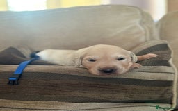 Golden Retriever dogs for sale: Pedigree Golden Retriver Puppies - Image 4