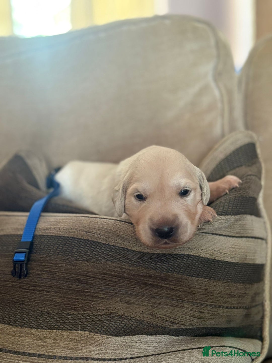 Golden Retriever dogs for sale: Pedigree Golden Retriver Puppies - Image 4