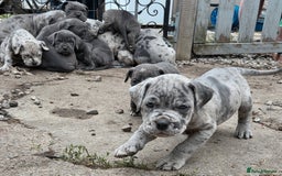 Cane Corso dogs for sale: Look 👀 absolutely stunning cane corso. - Image 3